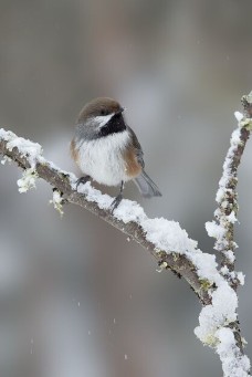 /userimg/Lp5rJ/boreal chickadee 1 living bird-for print 2.jpg